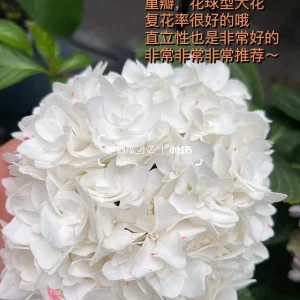 Smooth Hydrangea Live Plant – 1 Gallon Pot – Outdoor Shrub - Image 8