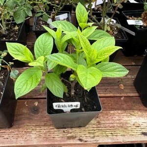 Smooth Hydrangea Live Plant – 1 Gallon Pot – Outdoor Shrub - Image 9