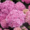Smooth Hydrangea Live Plant – 1 Gallon Pot – Outdoor Shrub - Image 1
