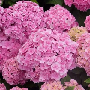 Smooth Hydrangea Live Plant – 1 Gallon Pot – Outdoor Shrub - Image 1