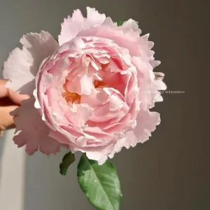Sophie Rochas Rose Live Plant - Fragrant Pink Double Petal Rose for Garden - Image 2
