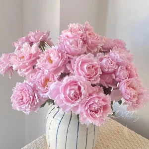 Sophie Rochas Rose Live Plant - Fragrant Pink Double Petal Rose for Garden - Image 3