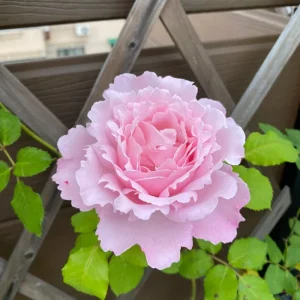 Sophie Rochas Rose Live Plant - Fragrant Pink Double Petal Rose for Garden - Image 4