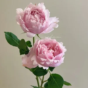 Sophie Rochas Rose Live Plant - Fragrant Pink Double Petal Rose for Garden - Image 5