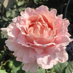 Sophie Rochas Rose Live Plant - Fragrant Pink Double Petal Rose for Garden - Image 7