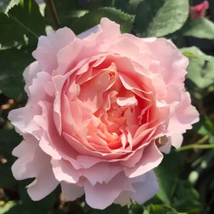Sophie Rochas Rose Live Plant - Fragrant Pink Double Petal Rose for Garden - Image 8