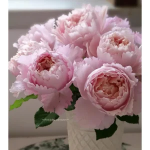 Sophie Rochas Rose Live Plant - Fragrant Pink Double Petal Rose for Garden - Image 1