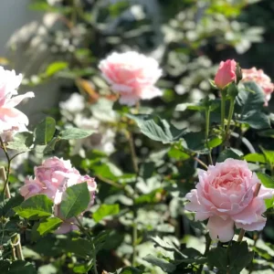 Sophie Rochas Rose Live Plant - Fragrant Pink Double Petal Rose for Garden - Image 9