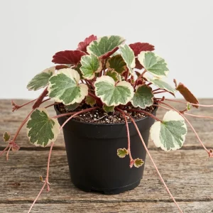Strawberry Begonia Live Plant Variegated Tricolor 4 inch Pot Houseplant - Image 1