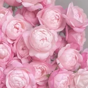 Strawberry Macaron Rose Bush Live Plant - Pink Shrub Rose, 60-80cm Tall - Image 2