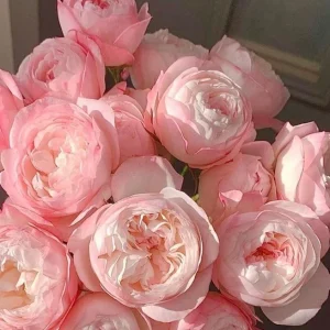 Strawberry Macaron Rose Bush Live Plant - Pink Shrub Rose, 60-80cm Tall - Image 3