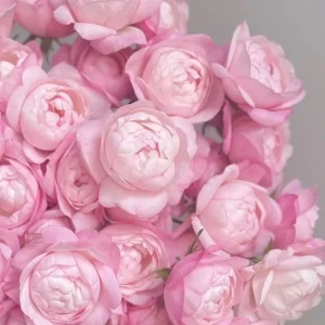 Strawberry Macaron Rose Bush Live Plant - Pink Shrub Rose, 60-80cm Tall - Image 4