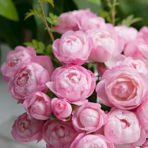Strawberry Macaron Rose Bush Live Plant - Pink Shrub Rose, 60-80cm Tall - Image 5