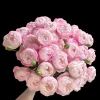 Strawberry Macaron Rose Bush Live Plant - Pink Shrub Rose, 60-80cm Tall - Image 1