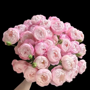 Strawberry Macaron Rose Bush Live Plant - Pink Shrub Rose, 60-80cm Tall - Image 1