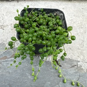 String of Pearls Live Plant – 4 inch Potted Succulent – Indoor Houseplant - Image 2