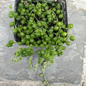 String of Pearls Live Plant – 4 inch Potted Succulent – Indoor Houseplant - Image 3