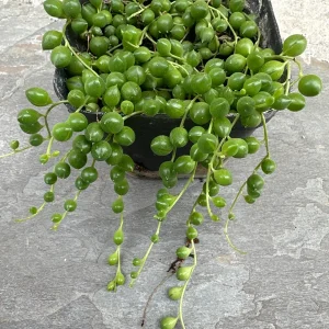 String of Pearls Live Plant – 4 inch Potted Succulent – Indoor Houseplant - Image 4
