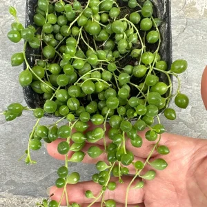 String of Pearls Live Plant – 4 inch Potted Succulent – Indoor Houseplant - Image 1