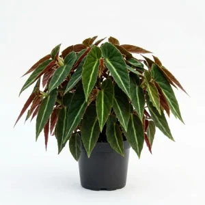 Striped Begonia Live Plant – Rare Dark Color Ornamental Houseplant – 4 Inch Pot - Image 1