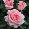 Sunbelt Savannah Rose Live Plant – Fragrant Garden Rose – Own Root – Outdoor Bloom - Image 1