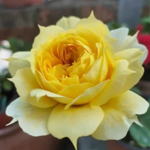Sunny Antike Rose Live Plant - Fragrant Cut Flower, Zones 5-9 - Image 1