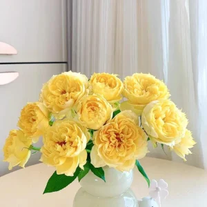 Sunny Antike Rose Live Plant - Fragrant Cut Flower, Zones 5-9 - Image 2
