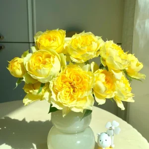 Sunny Antike Rose Live Plant - Fragrant Cut Flower, Zones 5-9 - Image 3