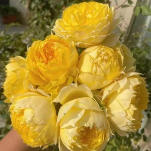 Sunny Antike Rose Live Plant - Fragrant Cut Flower, Zones 5-9 - Image 4