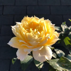 Sunny Antike Rose Live Plant - Fragrant Cut Flower, Zones 5-9 - Image 5
