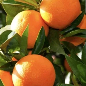 Sweet California Orange Tree Seeds - 5 Seeds Ready to Germinate - Outdoor - Image 1