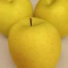 Sweet Emerald Green Apple Seeds - 10 Seeds - Edible Fruit Tree - Image 1