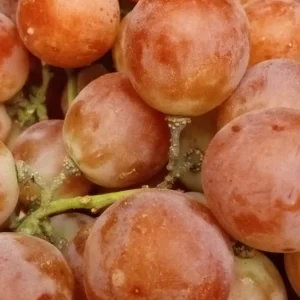 Sweet Organic Red Grape Seeds - 15 Count - Edible Fruit Vine Seeds Outdoor - Image 2