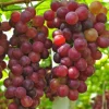 Sweet Organic Red Grape Seeds - 15 Count - Edible Fruit Vine Seeds Outdoor - Image 1