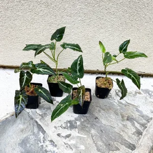 Syngonium Rayii Dark Green Live Plant - Indoor Arrowhead Vine - Image 2