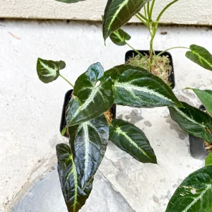 Syngonium Rayii Dark Green Live Plant - Indoor Arrowhead Vine - Image 3
