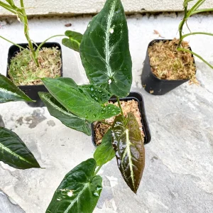 Syngonium Rayii Dark Green Live Plant - Indoor Arrowhead Vine - Image 4