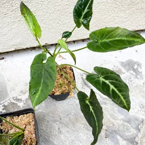 Syngonium Rayii Dark Green Live Plant - Indoor Arrowhead Vine - Image 5