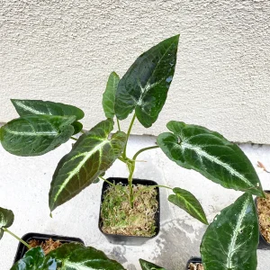 Syngonium Rayii Dark Green Live Plant - Indoor Arrowhead Vine - Image 6
