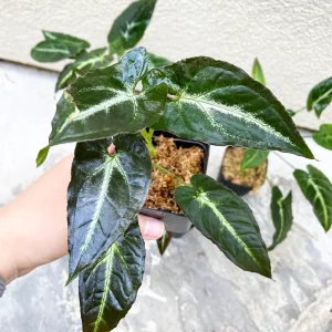 Syngonium Rayii Dark Green Live Plant - Indoor Arrowhead Vine - Image 1