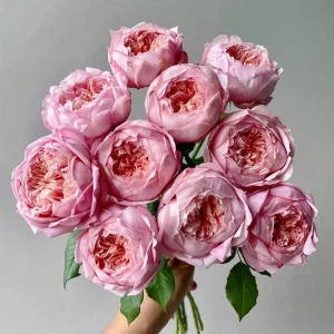 Taoran Rose Live Plant - Double Orange-Pink Flowers - 60-90 cm Tall - Image 2