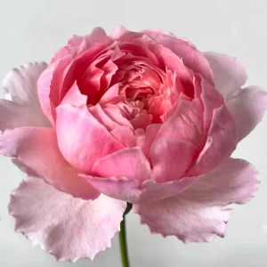 Taoran Rose Live Plant - Double Orange-Pink Flowers - 60-90 cm Tall - Image 3