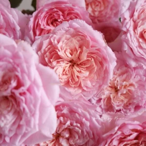 Taoran Rose Live Plant - Double Orange-Pink Flowers - 60-90 cm Tall - Image 4