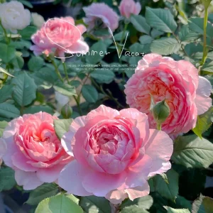 Taoran Rose Live Plant - Double Orange-Pink Flowers - 60-90 cm Tall - Image 5