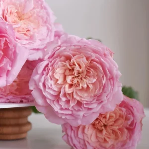 Taoran Rose Live Plant - Double Orange-Pink Flowers - 60-90 cm Tall - Image 6
