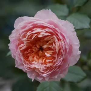 Taoran Rose Live Plant - Double Orange-Pink Flowers - 60-90 cm Tall - Image 7
