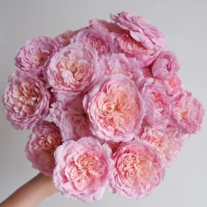Taoran Rose Live Plant - Double Orange-Pink Flowers - 60-90 cm Tall - Image 1