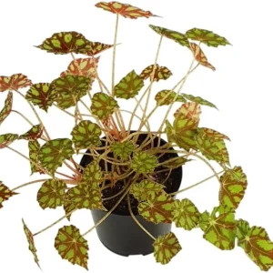 Tiger Paws Begonia Live Plant - Eyelash Begonia, 4 inch Pot, Indoor Houseplant - Image 2