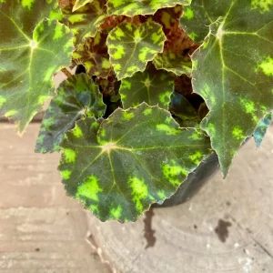 Tiger Paws Begonia Live Plant - Eyelash Begonia, 4 inch Pot, Indoor Houseplant - Image 4