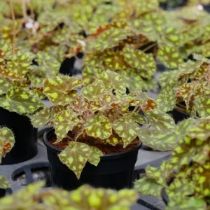 Tiger Paws Begonia Live Plant - Eyelash Begonia, 4 inch Pot, Indoor Houseplant - Image 5